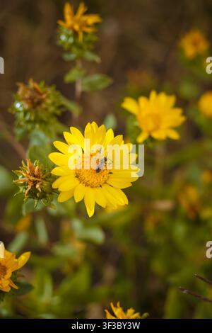 Cota tinctoria margherita dorata, fiore di camomilla giallo o occhio di bue con ape del genere Lasioglossum, scatto macro verticale a messa a fuoco morbida Foto Stock