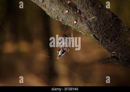 Ragnatela, membro della famiglia Araneidae e la sua preda nella ragnatela. Scatto macro sfocato Foto Stock