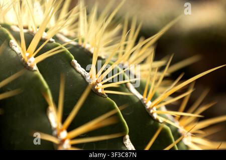 Primo piano di un cactus con spine gialle e pelle segmentata verde. La sfocatura dello sfondo crea una composizione macro naturale in un giardino botanico setti Foto Stock