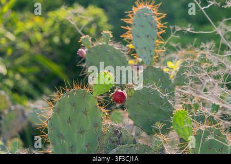 Fico d'India con frutti rossi maturi in primo piano Foto Stock