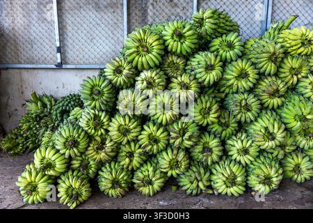 Grappoli di banane verdi impilati in un magazzino, frutta tropicale fresca disposta in gruppi circolari pronti per il mercato con pavimento in cemento rustico e metallo Foto Stock