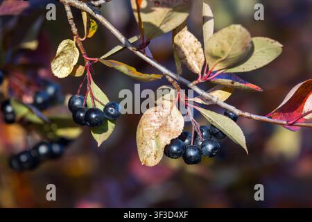 Grappoli di Aronia nera matura pendono da un rametto tra foglie autunnali colorate, catturati in primo piano nitido con una luce naturale morbida che evidenzia la trama, col Foto Stock