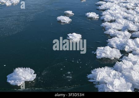 Formazioni di fiori di ghiaccio sparse sulla superficie di un lago ghiacciato. Texture invernale unica con strutture di ghiaccio cristallino su ghiaccio trasparente. Foto Stock