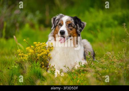 Cane Australian Shepherd blu merle sdraiato nell'erba verde con fiori selvatici gialli Foto Stock