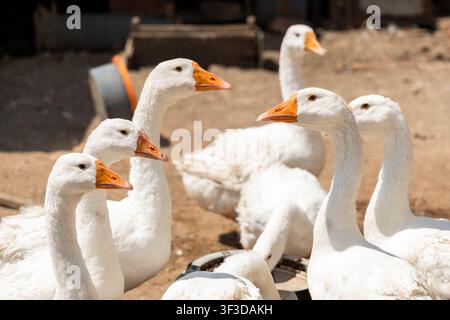 Diverse oche bianche con becchi arancioni si radunano vicine in un cortile polveroso, creando una vivace scena di pollame rurale con un mangiatoio e attrezzi agricoli rustici Foto Stock
