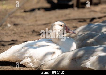 Oca bianca giace su terreno polveroso all'interno di un recinto di fattoria, resa con profondità di campo ridotta, sfocatura morbida in primo piano e luce calda che evidenzia il piumaggio Foto Stock