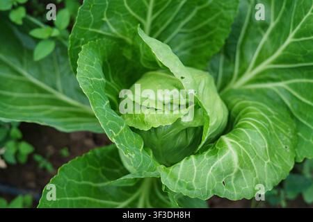 Giovane testa di cavolo verde che cresce in un orto domestico durante la stagione estiva. Cavolo biologico fresco pronto per la raccolta. Foto Stock