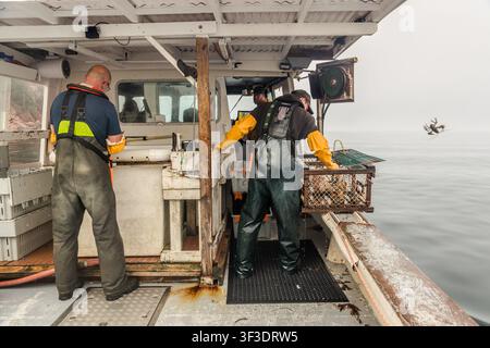 Tre pescatori stanno lavorando a poppa di una barca per aragoste al largo di Cape Dauphin, Nuova Scozia, Canada; uno di loro sta gettando un'aragosta troppo piccola in mare dalla trappola aperta Foto Stock