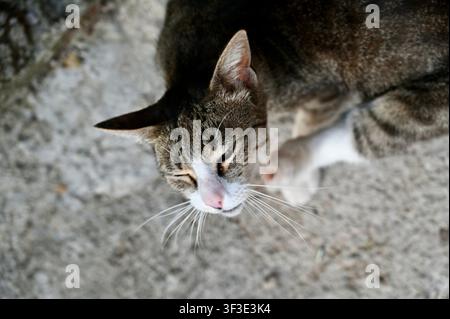 Fotografia aerea, primo piano ad angolo alto, di un gatto domestico tigrato e bianco che riposa su un pavimento di cemento ruvido. Il gatto ha gli occhi chiusi, sembra tranquillo o assopito, con i baffi ben visibili. L'inquadratura cattura la texture del suo pelo, il naso rosa e il suolo di cemento grezzo. Adatto per temi di benessere animale, consapevolezza sui gatti randagi, comportamento degli animali domestici o fauna urbana Foto Stock