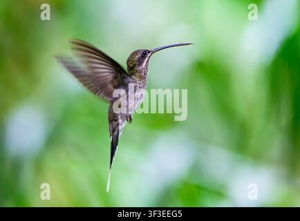 Un eremita dalla barba bianca (Phaethornis hispidus) che volteggia a mezz'aria. Acre, Brasile. Foto Stock