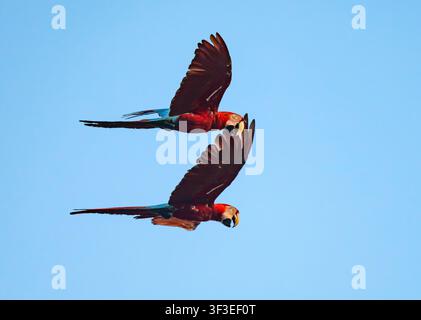 Una coppia di Amazzoni rosso e verde (Ara chloropterus) che volano sopra. Amazonas, Brasile. Foto Stock
