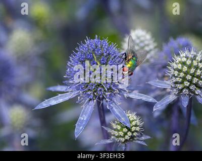 Lucilia sericata - Mosca verde che si nutre di fiori di Eryngium Tripartitum estate luglio Foto Stock