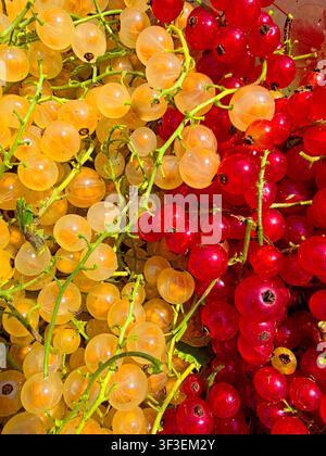 Primo piano di frutti di ribes rossi e gialli Foto Stock