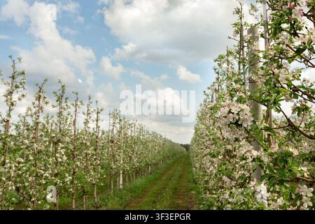 Alberi di mele in fiore in un frutteto sotto un cielo nuvoloso, stagione primaverile Foto Stock