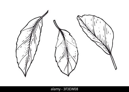 Tre foglie di frutta in disegno a tratto con inchiostro nero. Elemento di fogliame di mela o prugna disegnato a mano per un design decorativo. Illustrazione di foglie naturali Illustrazione Vettoriale