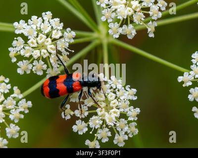 Un coleottero mangia-api, Trichodes apiarius, che riposa su un fiore. Foto Stock