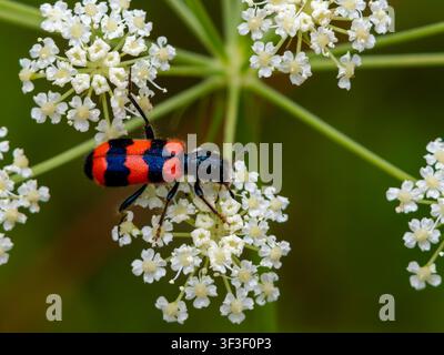 Un coleottero mangia-api, Trichodes apiarius, che riposa su un fiore. Foto Stock
