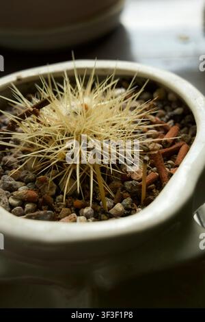 Macro close-up di un piccolo cactus spinoso piantato in una tazza di ceramica bianca con ghiaia, posizionato in una luce interna naturale e soffusa. Foto Stock