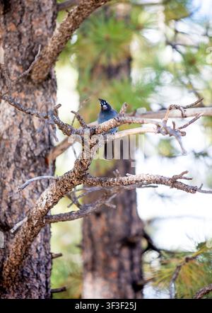A Steller's Jay (Cyanocitta stelleri) arroccato in un Ponderosa Pine nel Bryce Canyon National Park, Utah Foto Stock