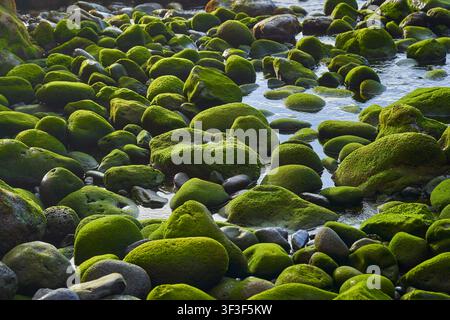 Prima vista di pietre rotonde e ciottoli ricoperti di muschio verde vivace in una pozza di marea poco profonda sulla costa di Teno Foto Stock