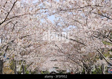 Filiera di alberi di ciliegio in fiore sull'approccio al santuario a Kamakura, Kanagawa, Giappone Foto Stock