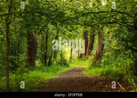 Sentiero di terra e ghiaia si snoda attraverso un bosco di latifoglie, incorniciato da un arco di rami sporgenti in pieno fogliame estivo. Tronchi di quercia e faggio maturi Foto Stock