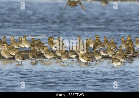 Piviere dorata (Pluvialis apricaria) adulti uccelli trampolieri in uno stormo in piedi su o intorno a una piccola isola in una laguna, Inghilterra, Regno Unito Foto Stock