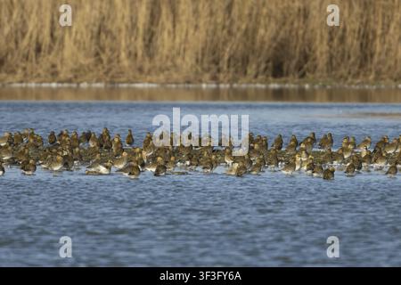 Piviere dorata (Pluvialis apricaria) adulti uccelli trampolieri in uno stormo in piedi su o intorno a una piccola isola in una laguna, Inghilterra, Regno Unito Foto Stock