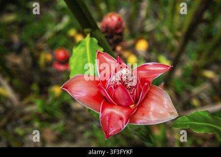 Torcia allo zenzero, Giglio rosa alla torcia, Etlingera eliator, Saint Lucia, Piccole Antille, Indie Occidentali, Caraibi Foto Stock