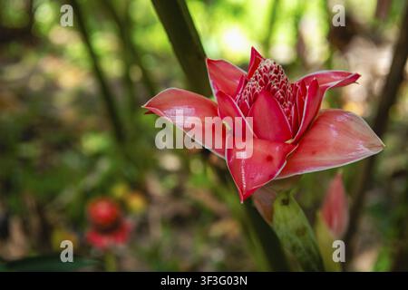Torcia allo zenzero, Giglio rosa alla torcia, Etlingera eliator, Saint Lucia, Piccole Antille, Indie Occidentali, Caraibi Foto Stock