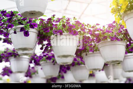 Serra e attività di piante, fiori in vasi da fiore, industriale osteria e vivaio di fiori Foto Stock