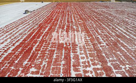 Vista aerea di pomodori rossi che si asciugano su fogli di plastica bianchi sotto il sole con lavoratori nei campi a Zengen, Konya, Turkiye. Foto Stock