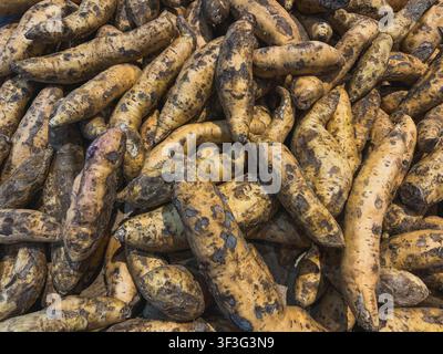 Un primo piano ad angolo alto di un mucchio di patate dolci crude e non pelate con terra sulla buccia, esposte sfuse in un mercato. Foto Stock