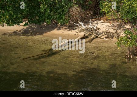 Un grosso ramo d'albero grigio e morto giace sommerso nell'acqua limpida e bassa proprio accanto alla spiaggia sabbiosa e bagnata e alle folte foglie verdi delle mangrovie costiere. Foto Stock