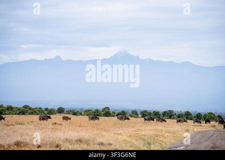 Vista di un branco di bufali africani che pascolano nella savana arida dell'Ol Pejeta Conservancy con il Monte Kenya sullo sfondo, Nanyuki, Contea di Laikipia Foto Stock