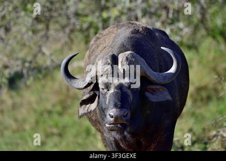 Bufali del Capo su sentieri sterrati nella Riserva Naturale di Timbavati, Sudafrica Foto Stock