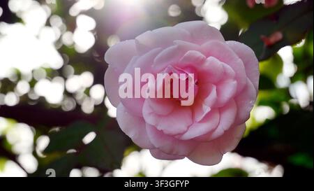 Un macro mozzafiato di una singola rosa rosa in piena fioritura perfetta, illuminata da un raggio di sole radiante che attraversa una vegetazione verde lussureggiante. Il magenta profondo Foto Stock