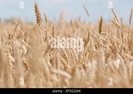 Ampo campo di frumento dorato pronto per il raccolto sotto un cielo luminoso. Concetto di ricca produzione di cereali, agricoltura sostenibile, approvvigionamento alimentare globale, produzione di pane e paesaggio naturale di campagna. Foto Stock