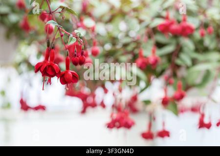 Fucsia rossa in fiore. Fiori belli su piante sfocate sfondo Foto Stock