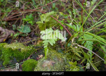 Felci verdi fresche crescono vicino a pietre coperte di muschio. Le fronde di felce ondeggiano dolcemente alla luce naturale della foresta. Il muschio ricopre pietre umide e consumate sotto. Erbe e t Foto Stock