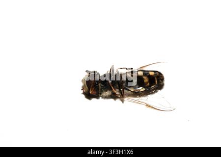 Prima piano di un insetto mosca hoverfly morto su sfondo bianco Foto Stock