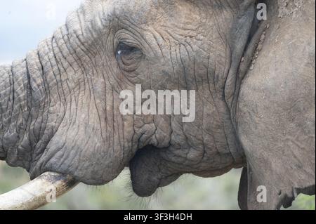Un primo piano estremo dettagliato del volto di un elefante africano che rivela una pelle profondamente rugosa, un occhio pieno di anima, il trunk e la zanna d'avorio. La pelle grigia strutturata Foto Stock