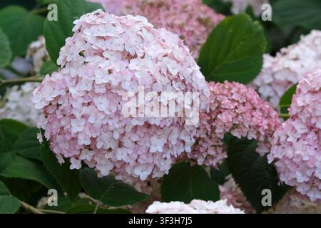 Hydrangea arborescens rosa, ortensia a testa di mopa, ‘Sweet Annabelle’ in fiore. Foto Stock