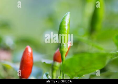 Peperoncino verde ad occhio di uccello che cresce su una pianta con peperoncini rossi sfocati e foglie sullo sfondo Foto Stock