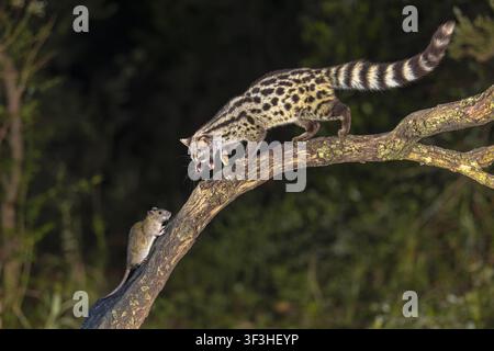 Genetta comune (Genetta genetta) su un ramo a caccia di un ratto marrone (Rattus norvegicus) nell'oscurità della notte. Gatto selvatico a caccia di prede nella foresta spagnola Foto Stock