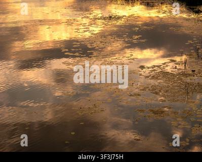 Luce dorata e nuvole che si riflettono su una superficie d'acqua tranquilla, con una dispersione di foglie di ninfea, creando uno sfondo tranquillo e naturale con s Foto Stock
