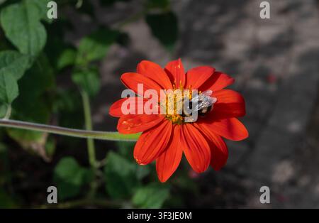 Un bombo su un fiore di Tithonia, Regno Unito Foto Stock