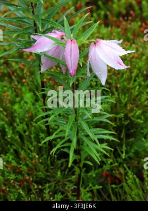Giglio di Shirui o Giglio di Manipur, Lilium mackliniae, Liliaceae. Nordest dell'India, Asia. Lilium mackliniae, comunemente noto come Giglio di Shirui o Giglio di Manipur Foto Stock