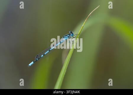 Becherjungfer, Gemeine Becherjungfer, Becher-Jungfer, Becher-Azurjungfer, Becherazurjungfer, Azurjungfer, Männchen, Enallagma cyathigera, Enallagma cy Foto Stock