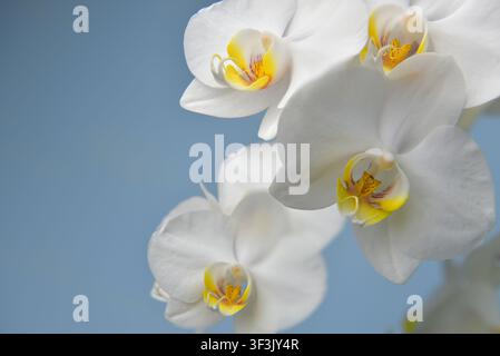 Scatto macro dettagliato di petali di phalaenopsis rigogliosi su uno sfondo blu vivace, perfetto per i design di spa, benessere e bellezza. Foto Stock